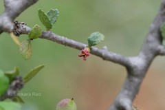 Commiphora wightii